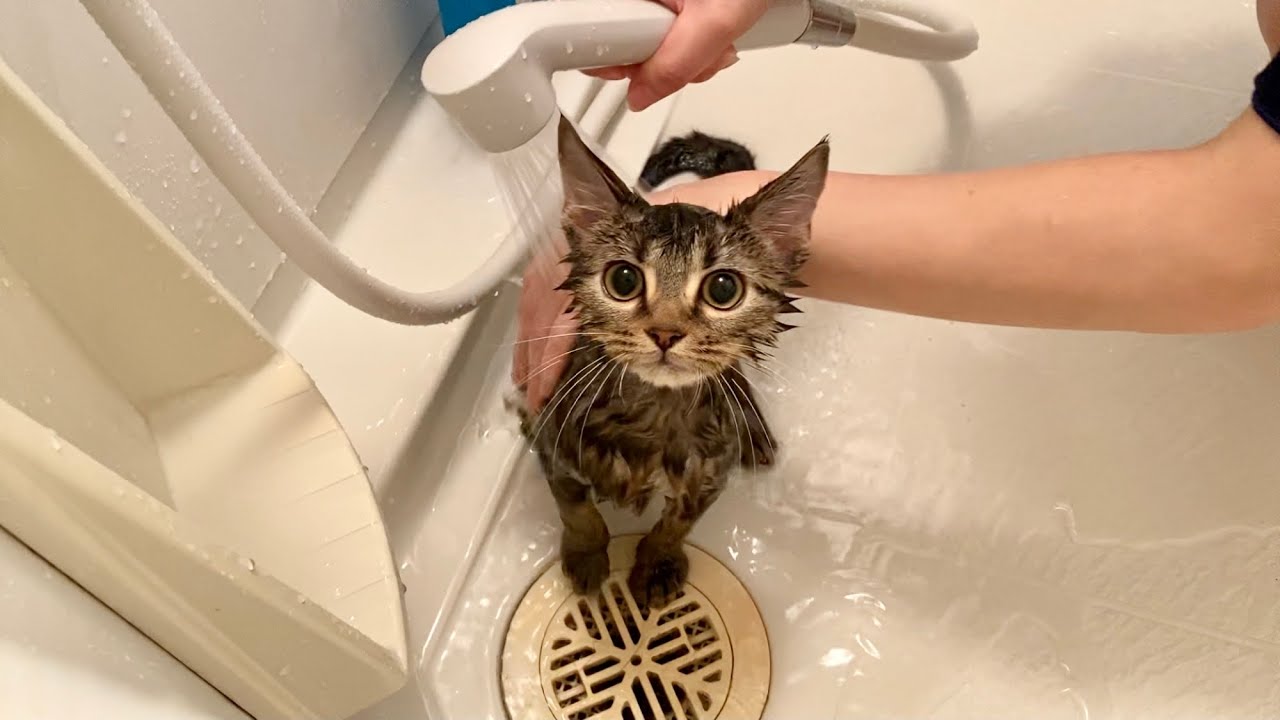 初めてのお風呂が嫌すぎて激怒しながら身体を洗われる子猫