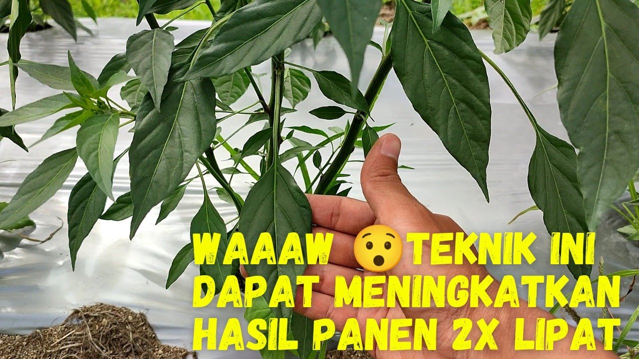 Cara / Teknik Perempelan Tunas Cabe Agar Hasil 2x Lipat