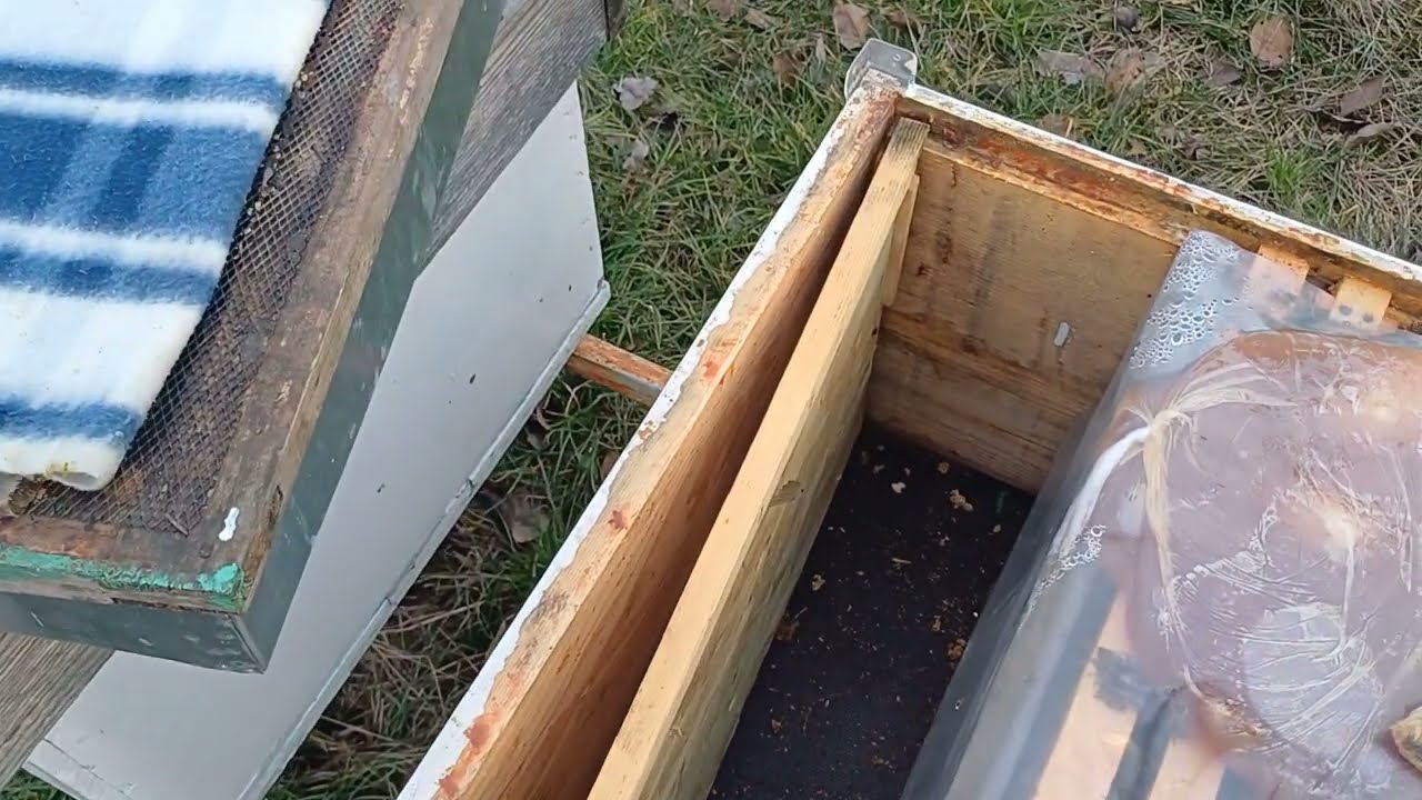 Mor de foame albinele cu  mierea in punga