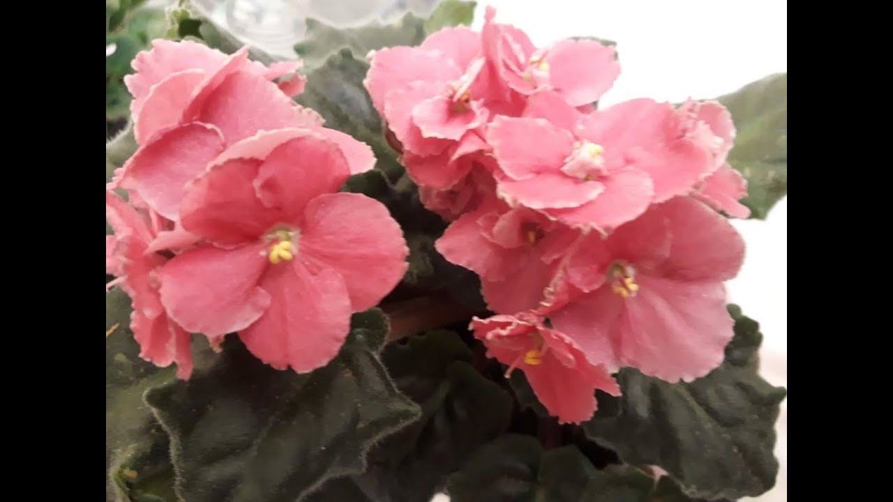 Faça suas violetas florescer!
