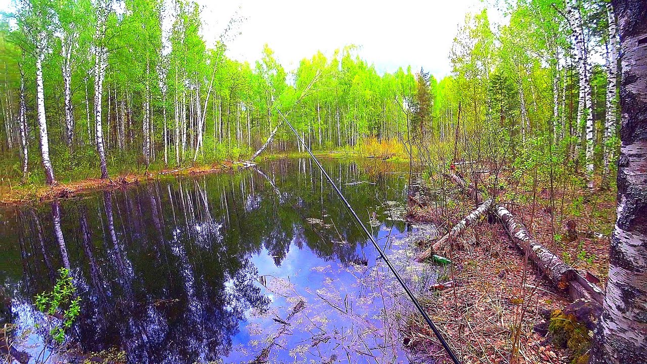 Нашёл ЛЕСНУЮ ЛУЖУ, а в ней голодные чудища! Рыбалка на ультралайт! Ротан на спиннинг! Оснастка ВЭКИ!