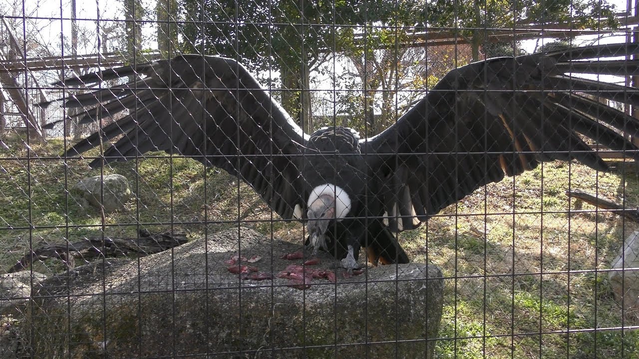 アンデスコンドル のごはんタイム (飯田市立動物園) 2019年1月19日
