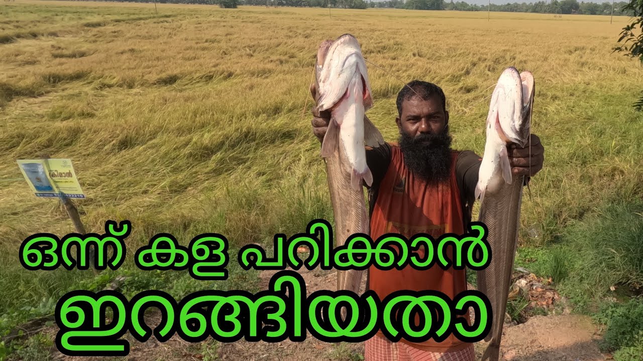 #india #all #fish #fishing #allfish #reallife #kuttanadanfishing #realfishing #kerala #indiafishing
