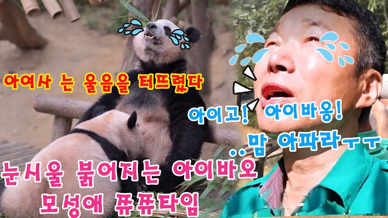 맙소사!💥 아이바오는 울음을 터뜨렸다💦눈시울 붉어지는 아이바오 모성애 쮸쮸타임😭아이고! 강바오님 할부지는 더 이상 눈물을 참지 못하셨습니다ㅜㅜ