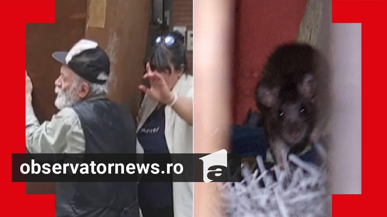 Un bărbat din Dorobanţi creşte de 5 ani zeci de şobolani în apartament