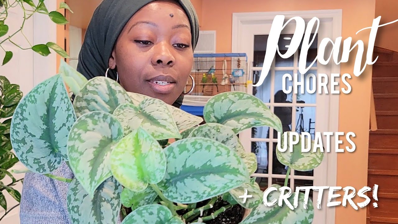 Plant Chores & Updates: Unexpected Critter Alert!