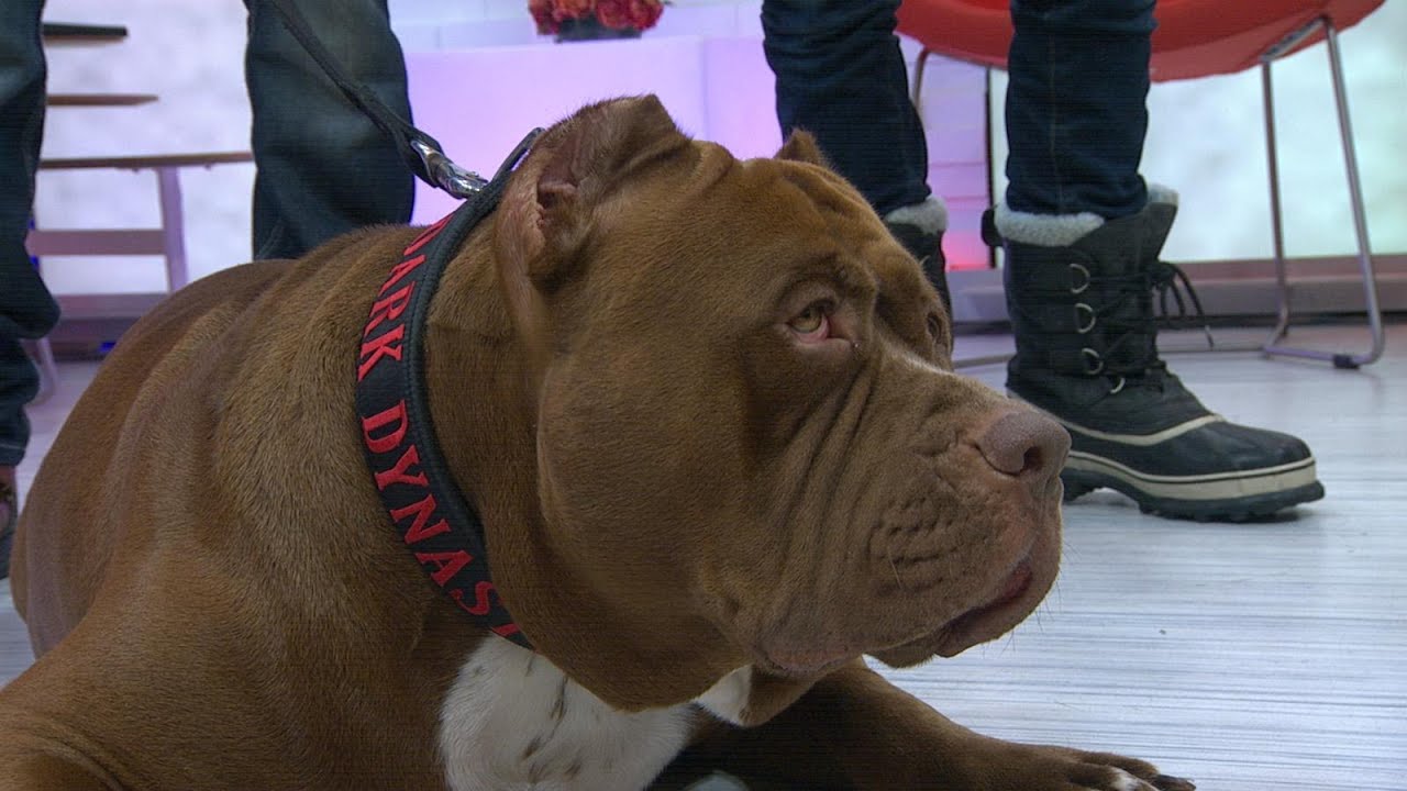 Pit Bull Called 
