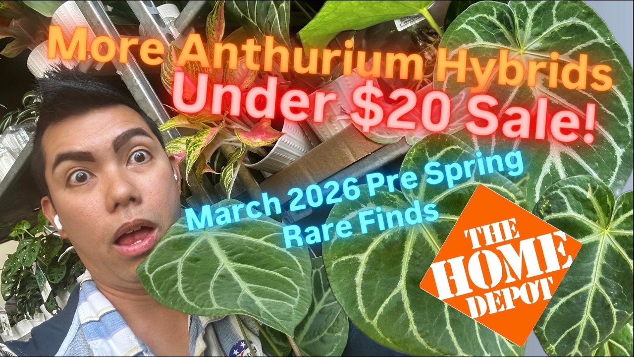 The BEST Deal EVER for an Anthurium Hybrid While Shopping Big Box Store Home Depot Spring 2026 Wow!
