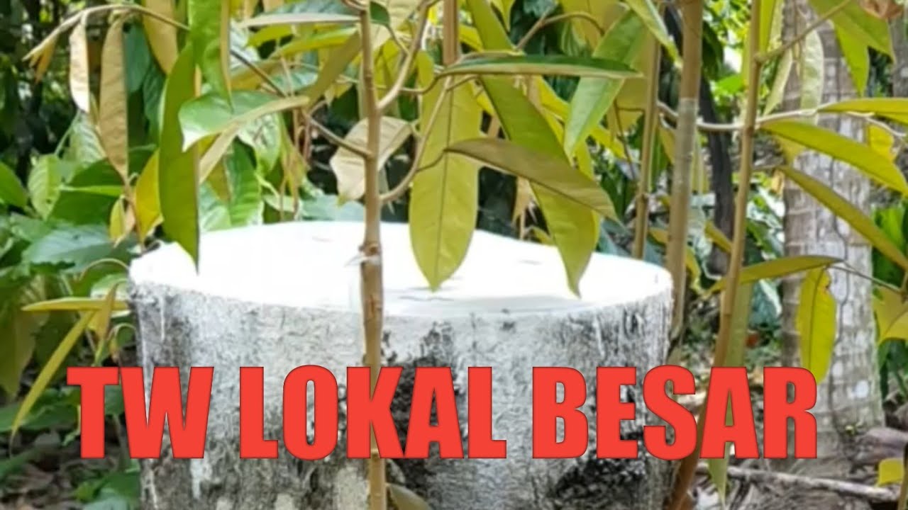 HASIL TOP WORKING DURIAN LOKAL BESAR