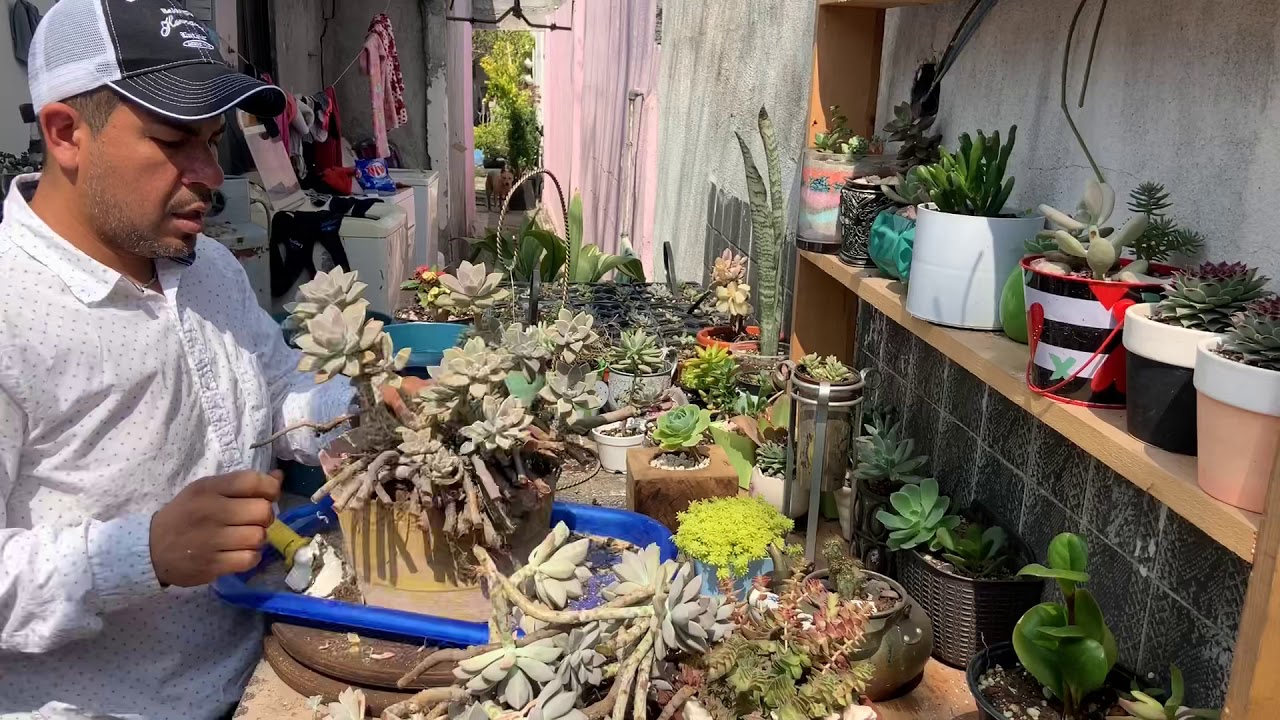 Trasplante de graptopetalum paraguayo de