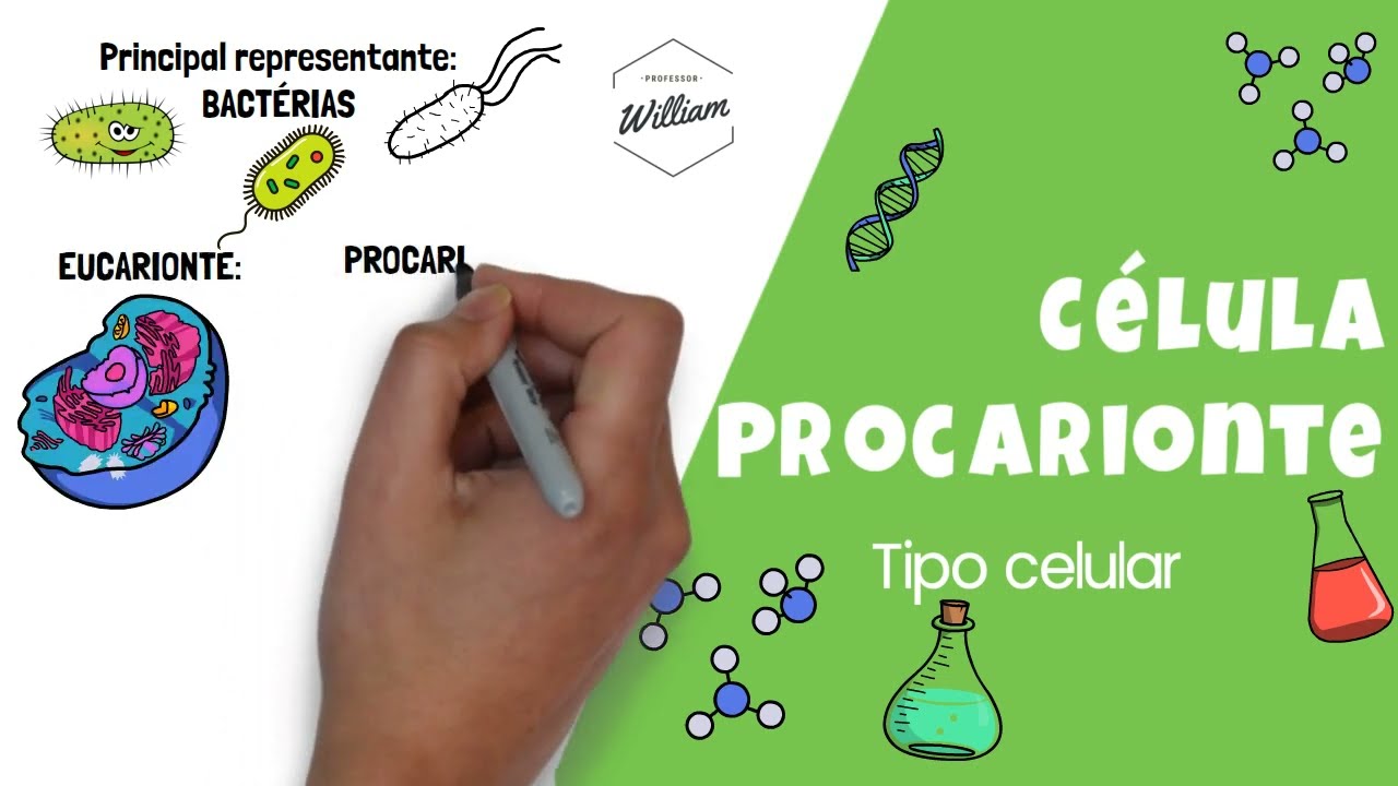 RESUMO C&eacute;lula Procarionte