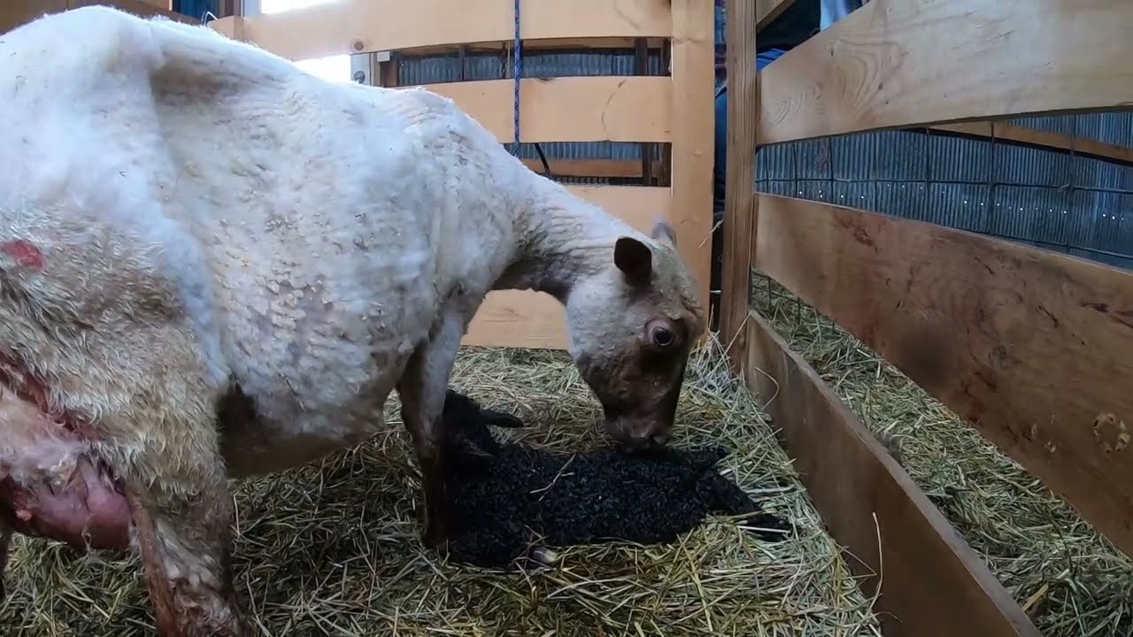 LIVE Lamb Birth on Pure Joy Farms.
