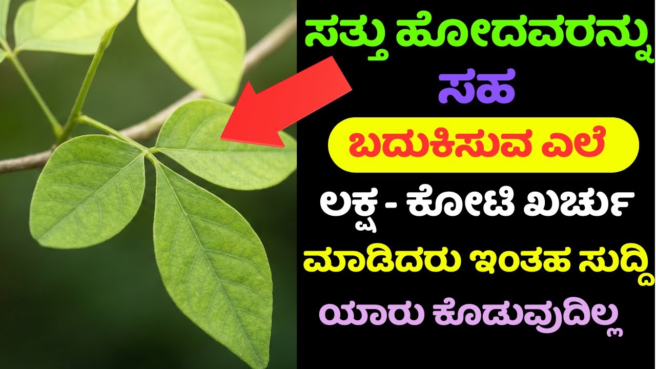ಸತ್ತವರನ್ನೇ ಬದುಕಿಸುವ ಈ ಎಲೆ ಯಾವುದು? ಲಕ್ಷ–ಕೋಟಿ ಖರ್ಚು ಮಾಡಿದರೂ ಈ ಸತ್ಯ ಯಾರೂ ಹೇಳಲ್ಲ!