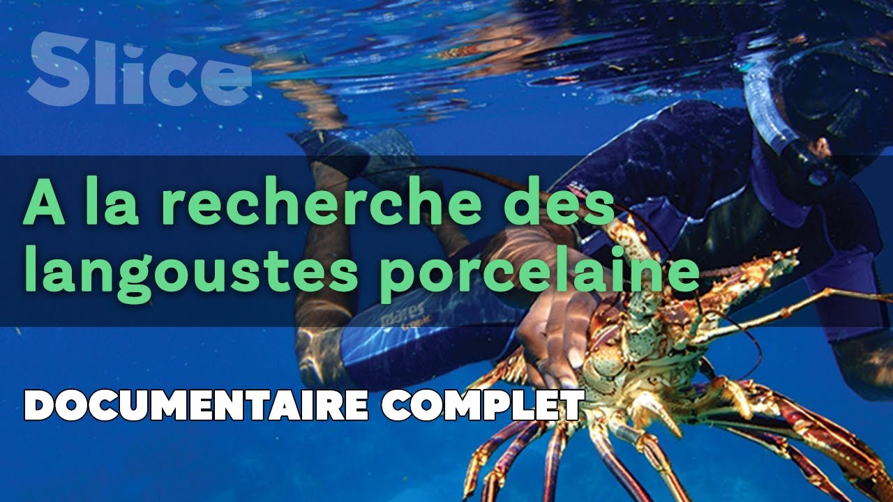 A la recherche des Langoustes porcelaine | SLICE | Documentaire complet