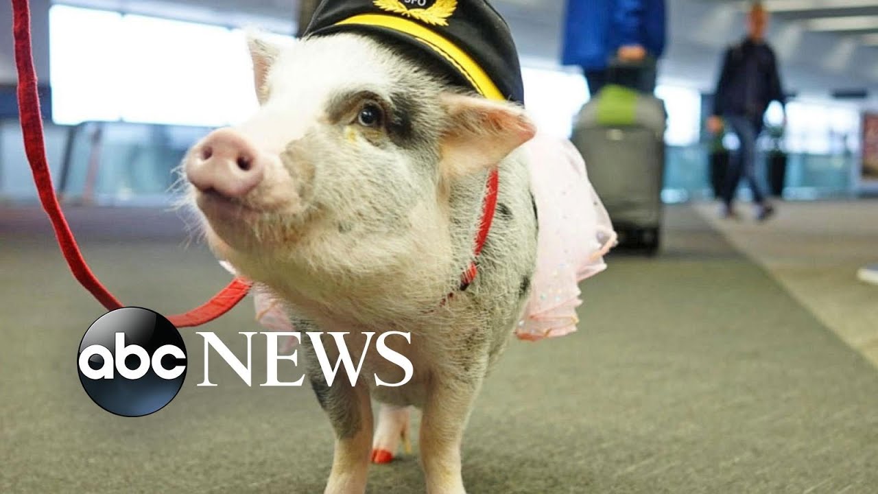 Therapy Pig Introduced at San Francisco Airport