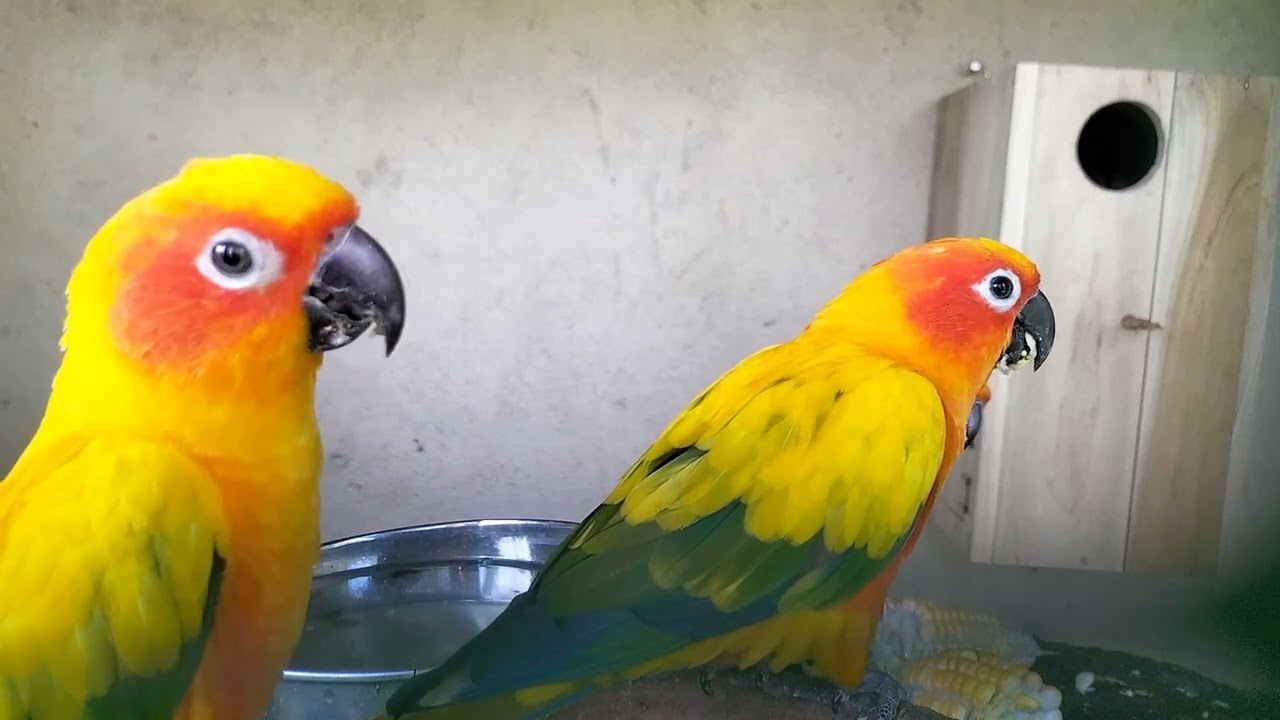 Sun couners Eating favorite food 🦜 🌽🌽🌽😋
