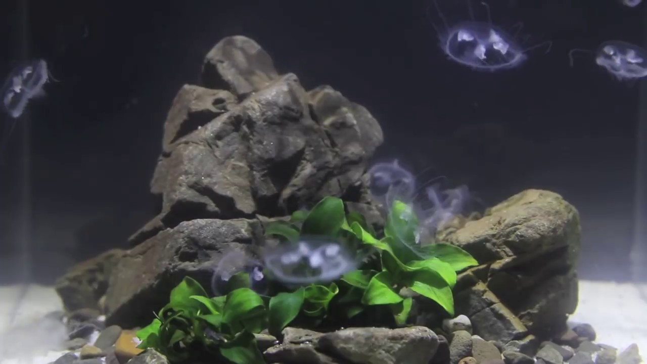 Craspedacusta sowerbyi