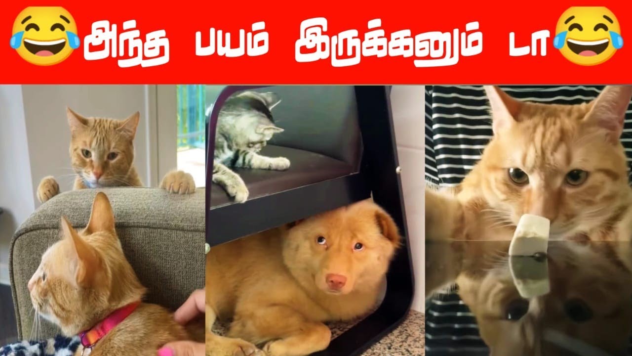 🐕😂🐈பாஸ்.... இங்க காசு ஒரு ஐநூறூ ஆ கிடக்குது🐕😂🐈#viral #trending #comedy #funnyanimalvideos