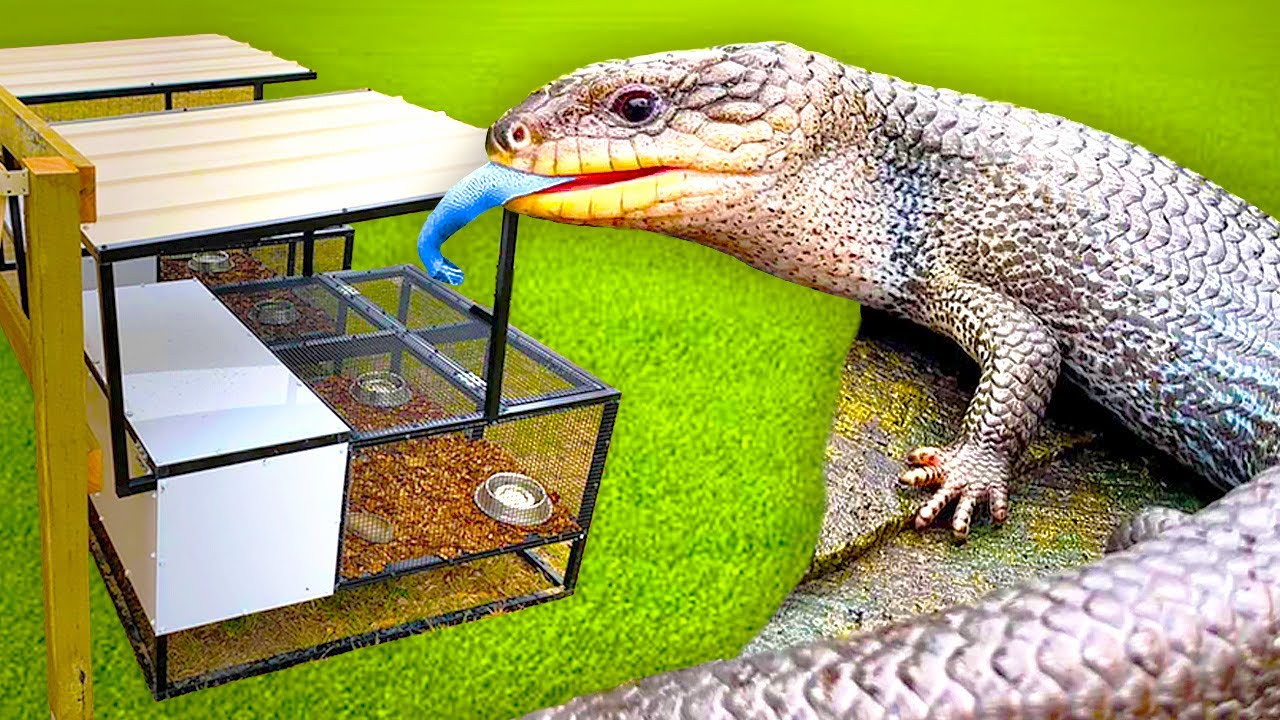 BEST Outdoor Cages for Bluetongue Lizards