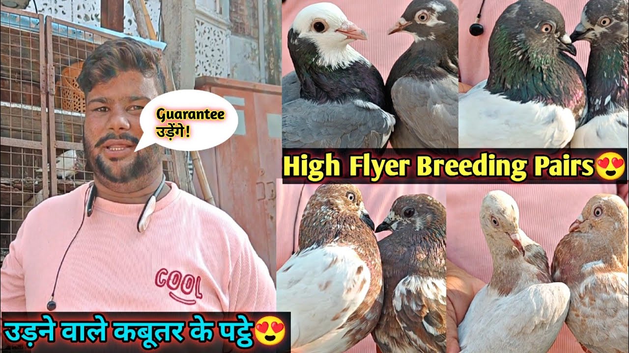 Guarantee High Flyer Udne Wale Kabootar | Aniruddha Alone
