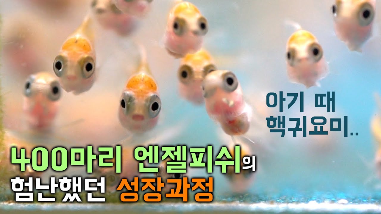400마리의 열대어 탄생과 모든 성장과정 / 엔젤피쉬