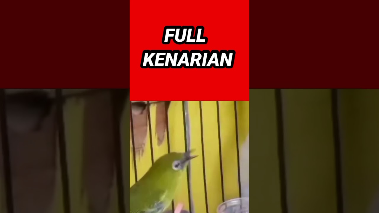 pleci nembak full kenarian wit wit sejalur syahdu buat masteran pleci bahan
