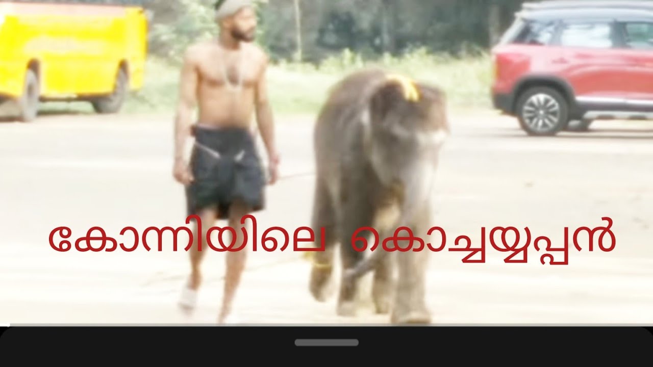 മരണത്തിൽനിന്ന് അത്ഭുതകരമായി രക്ഷപെട്ട കുട്ടിയാന Miraculous escape of an Elephant calf from  deth