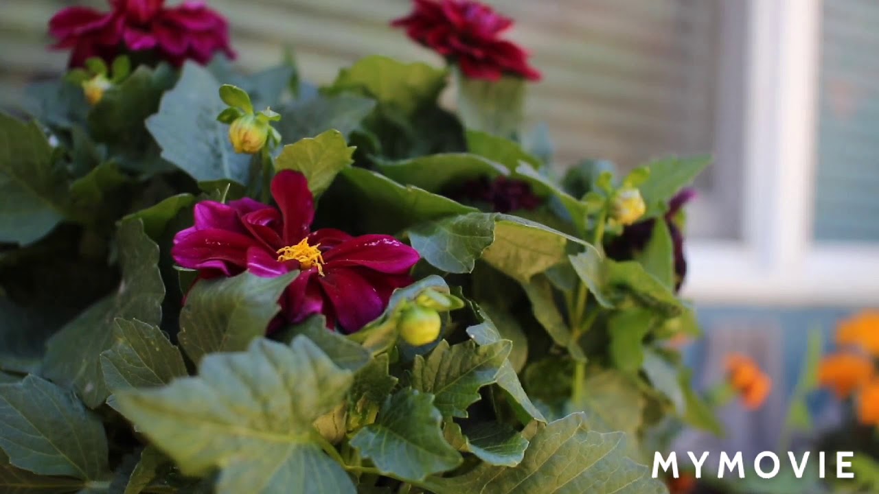 How to garden parak beautiful