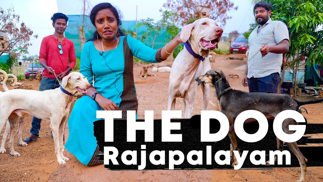 Rajapalayam, Kanni, Chippiparai dog I How to know the breeds I Tastee with Kiruthiga