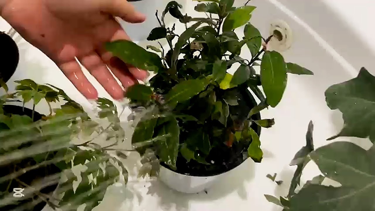 Хона гулларига ШИРА тушса нама қилиш керак ?