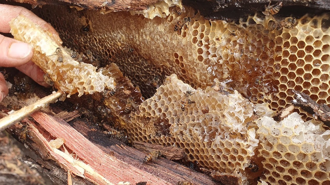ABELHA EM ÔCO DE MADEIRA ESSA É DAS BOA🐝