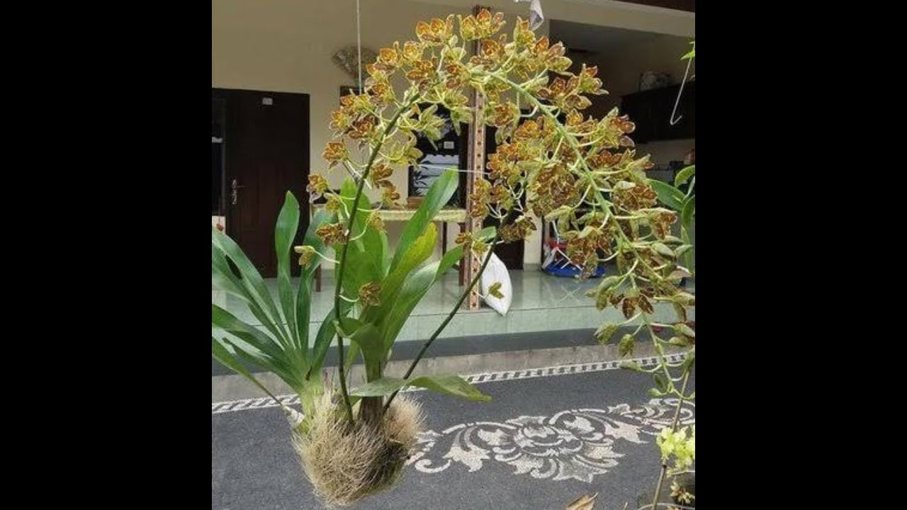perawatan anggrek grammatophyllum scriptum