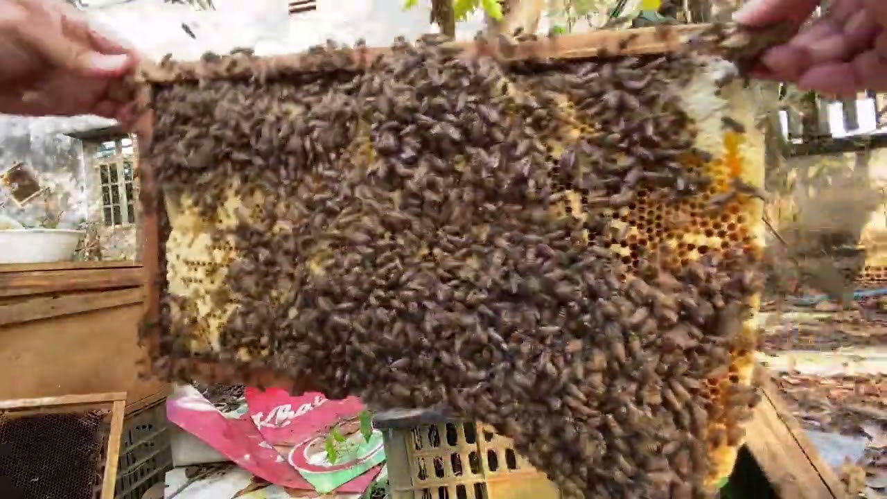 Kiểm tra và lao cầu chân tầng cho đàn ong