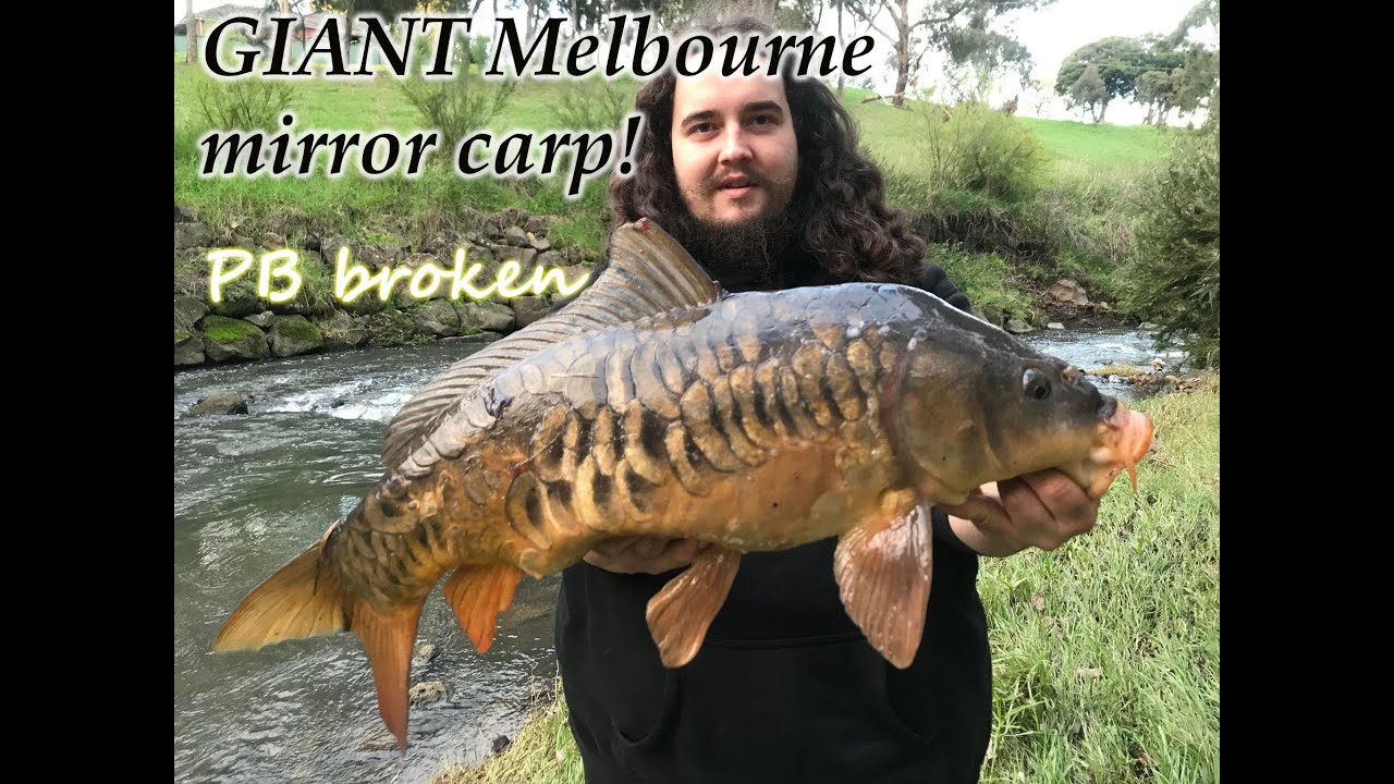 GIANT Mirror Carp Breaks PB! Crazy Invasive Carp Fishing Session. #carp #fishing #australia #giant