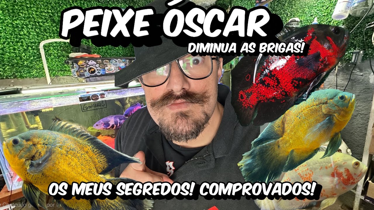 As técnicas para diminuir as brigas do peixe Óscar! (Eu testei)!
