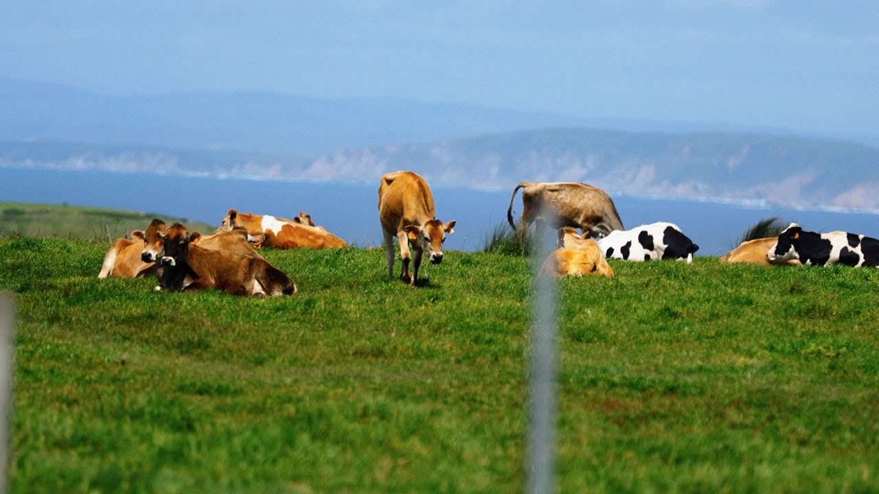 Secret deal to end Point Reyes ranching forces farmworker families out