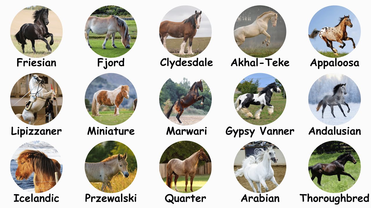 15 Amazing Horse Breeds Explained in 9 Minutes!