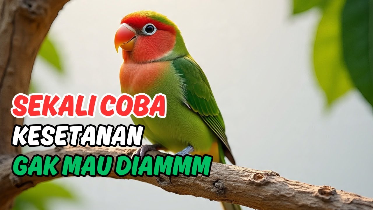 SUARA MASTERAN Love Bird TERBAIK untuk PIARAAN MASTER! Nilai Jual Melambung Tinggi - Dijamin Nempel