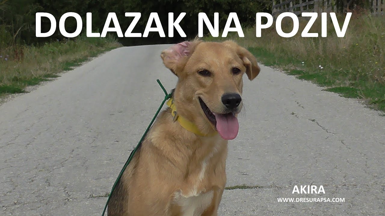 Kako da naučite psa da dolazi na poziv - (2017)