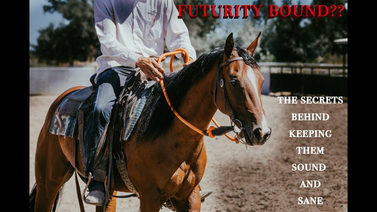 Мнения о лошадях для соревнований для молодых лошадей (Futurity Horses) и о том, с каких возрасто...