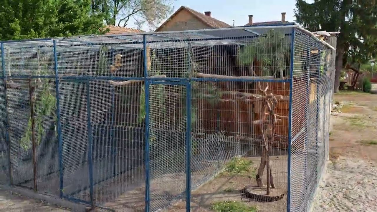Parrot aviary