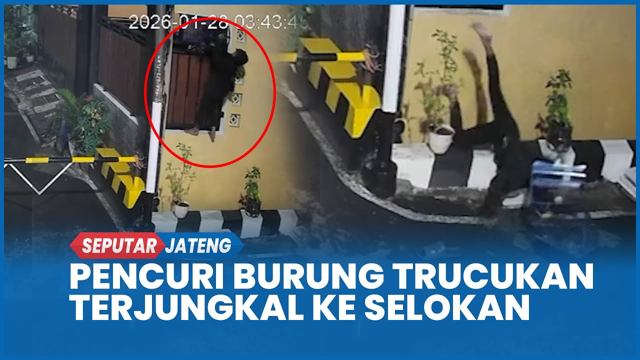 Terekam CCTV Pencuri Burung Trucukan Terjungkal ke Selokan di Semarang