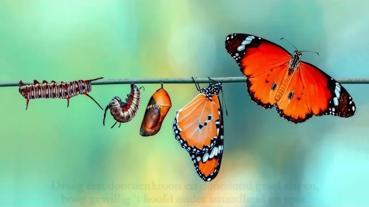 't oude is voorbij, prijst de Heer! (glorieklokken 87)