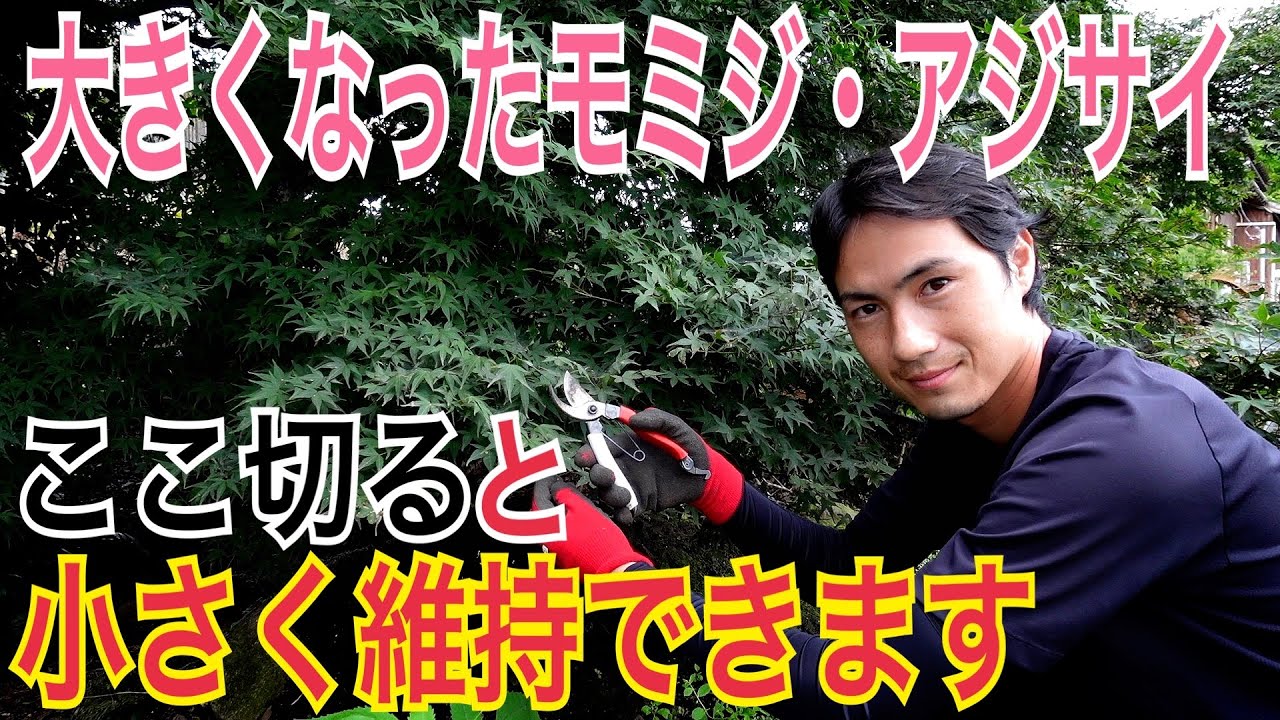 【大きくなったモミジ・アジサイ】剪定のポイントを実践で解説します。不要な枝がわかれば誰でも簡単に剪定ができます。【ガーデニング】【園芸】【造園】
