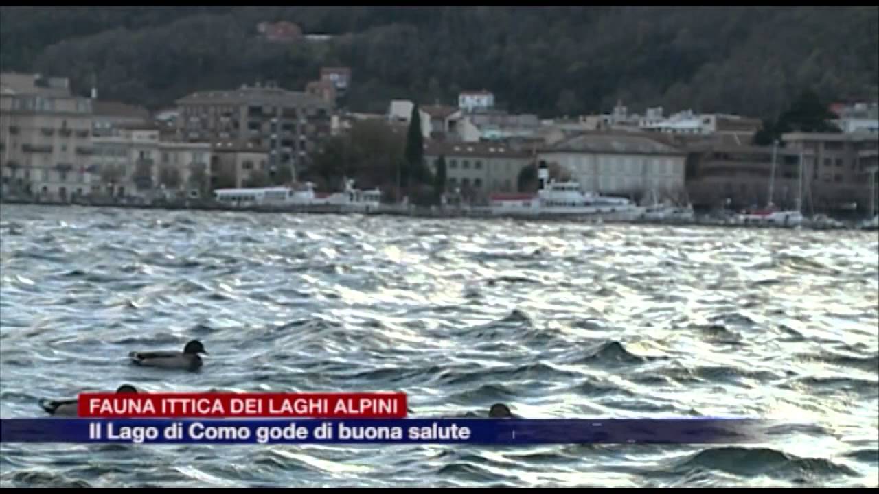 Etg - Fauna ittica dei laghi al pini. Il Lario gode di ottima salute