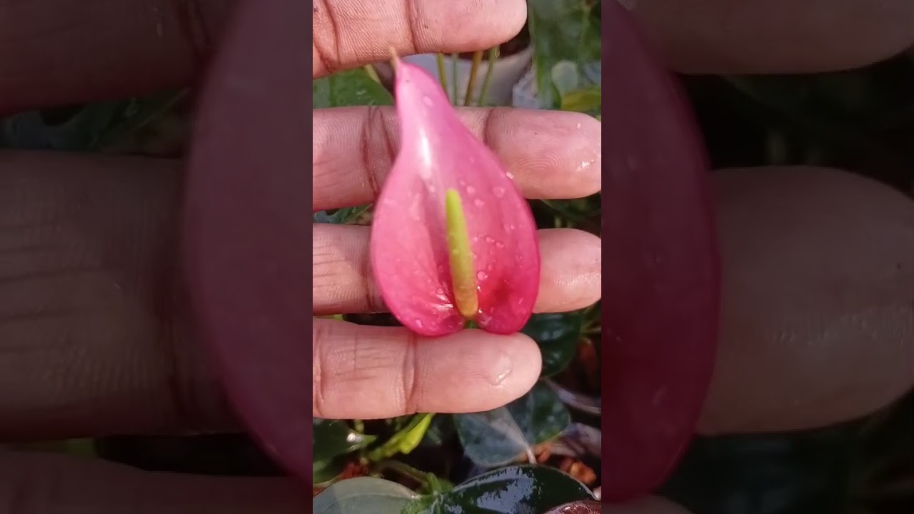 මේ තරම් ලස්සනද මල්.. පැකේජ් අංක 568 අමතන්න 076 4051703 