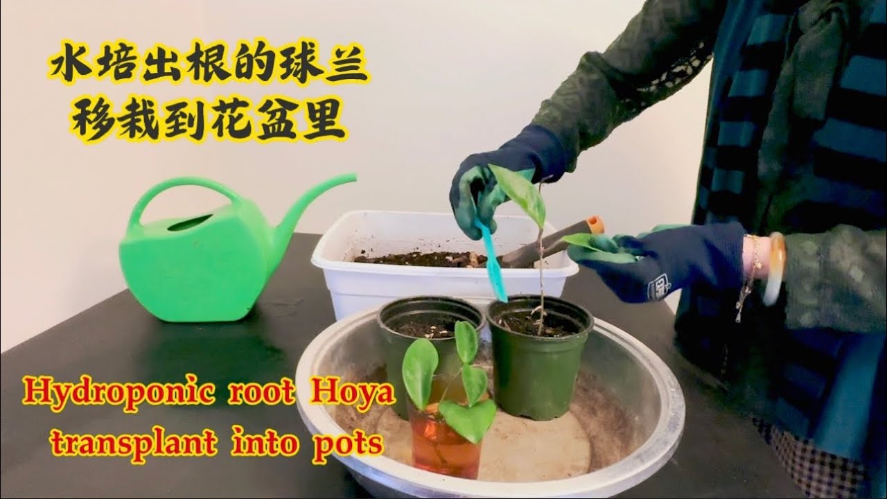 水培出根的球兰移栽到花盆里hydroponic root Hayo transplant into pots#hoya #球兰
