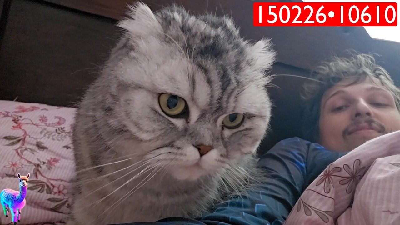 150226•10610🦙Альпакины Моменты🔴Лежу со Снежкой