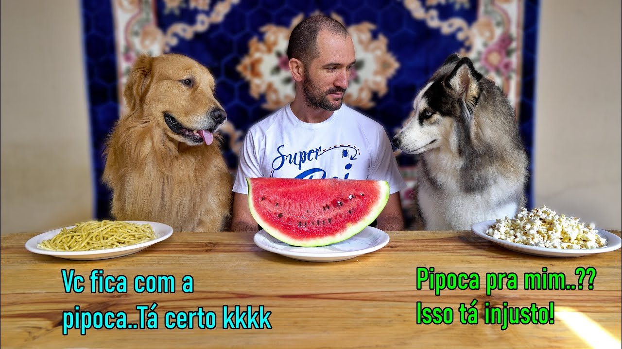 Dono vs Golden Retriever vs Husky Siberiano - Não deram nem chance pra mim