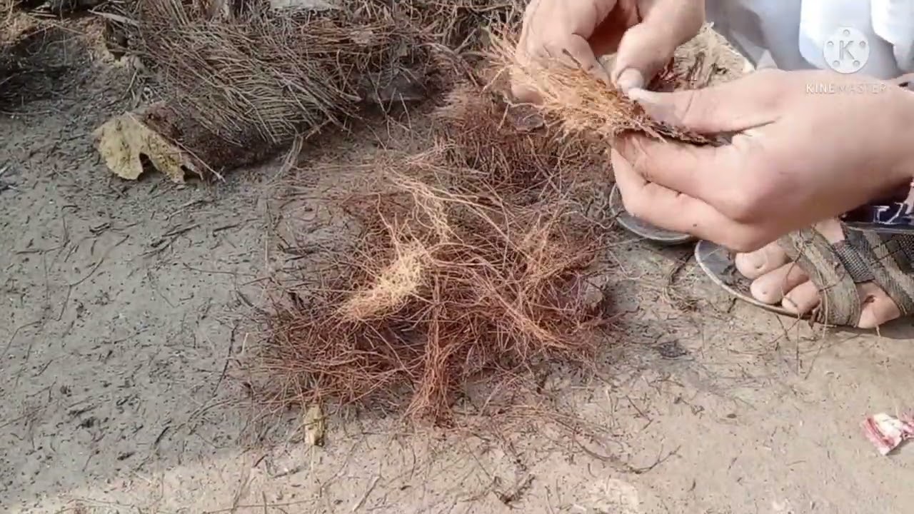 Natural nesting material for fisher Love birds